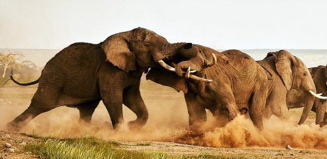elephant fight